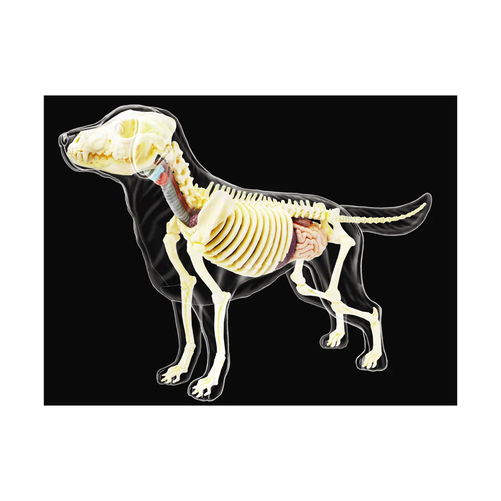 4D Master Vision - Full Skeleton Dog Model - Educational Anatomy Kit - Image 2