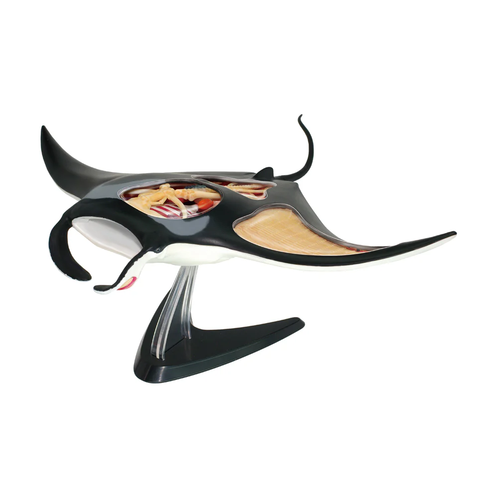 4D Master Manta Ray Anatomy Model Kit - Image 2