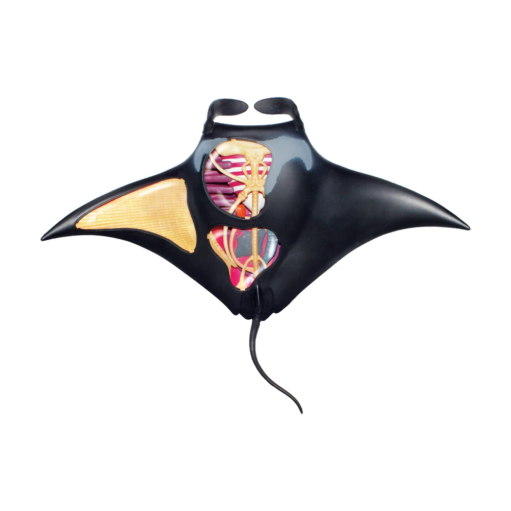 4D Master Manta Ray Anatomy Model Kit - Image 3