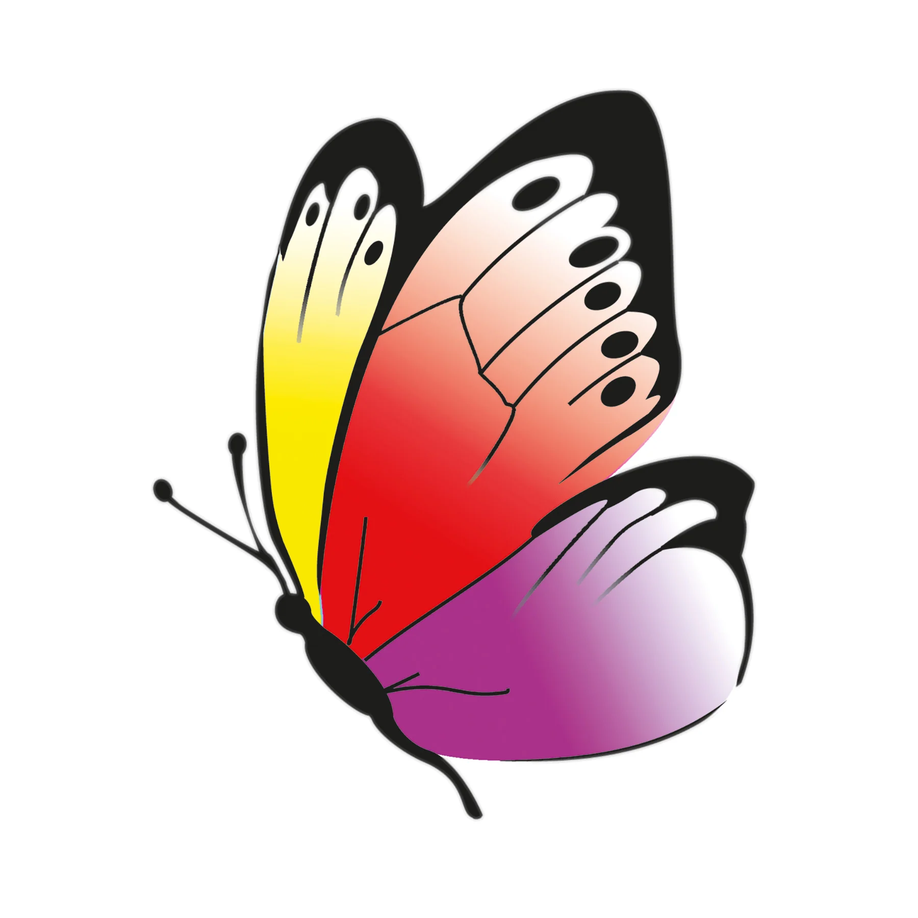 Beleduc Betty Fly Interactive Color Recognition Game - Image 4