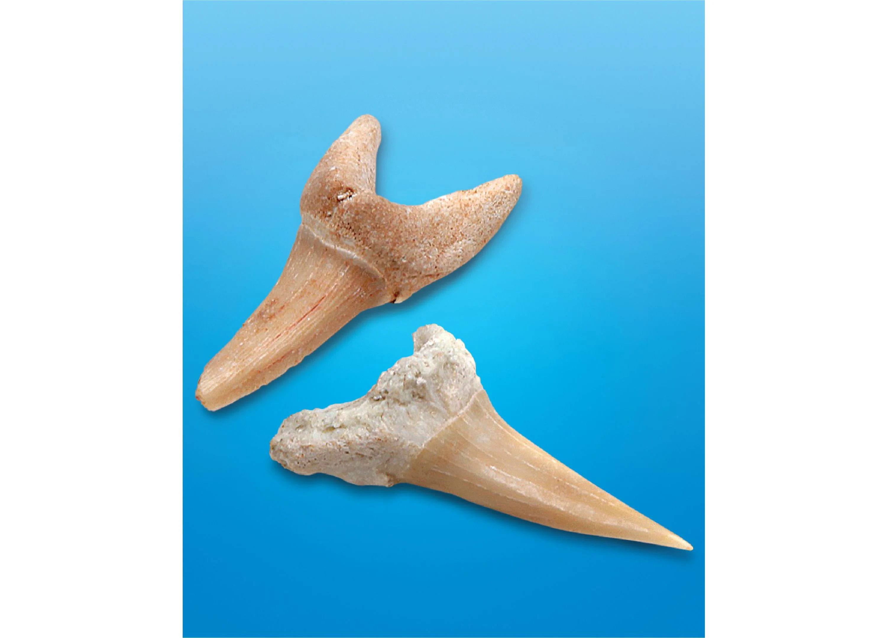 Discovery #MINDBLOWN Shark Teeth Excavation Kit (2-Pack) - Paleontology Adventure Set - Image 3