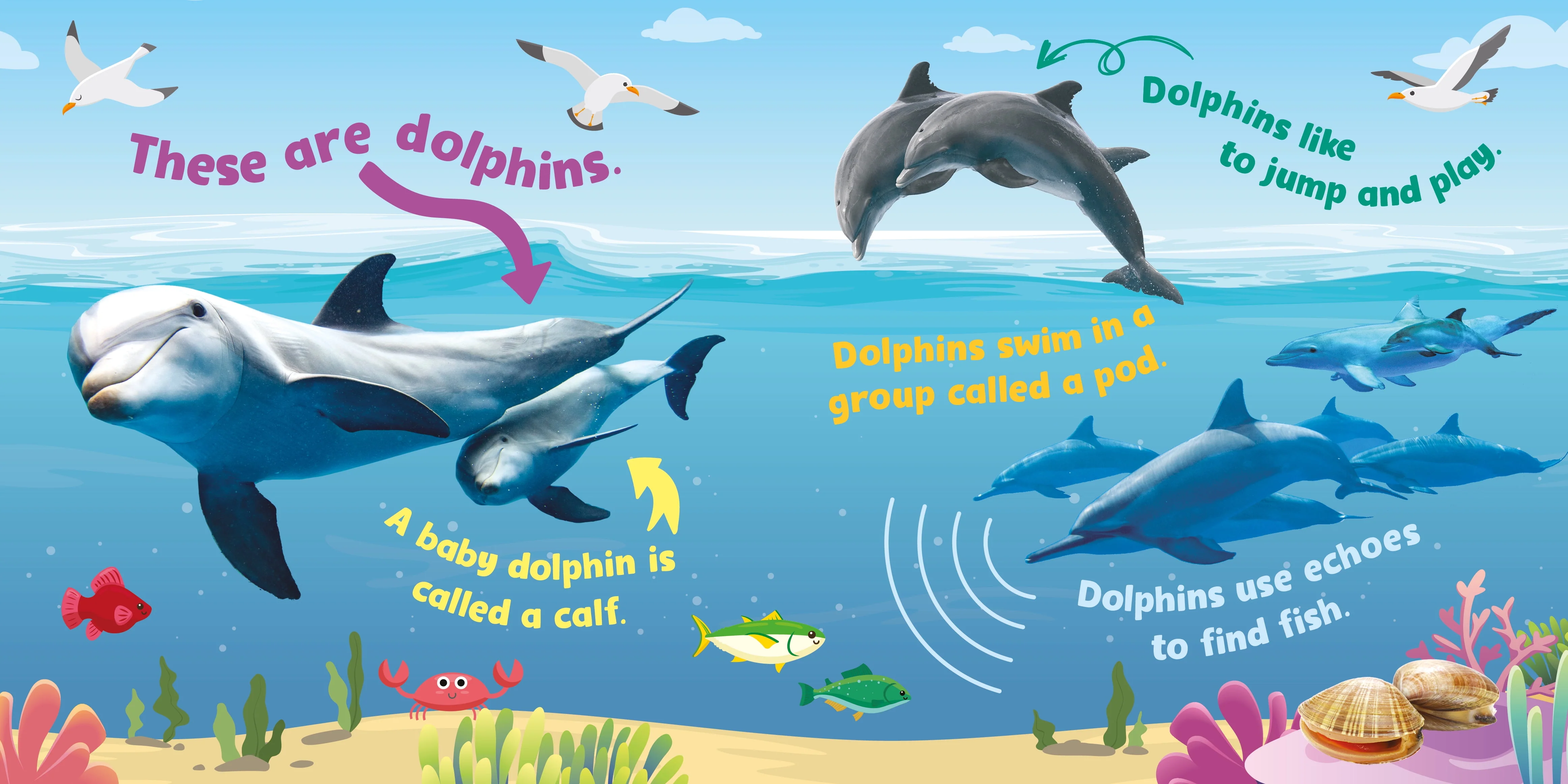Ocean Discovery 5-Button Sound Board Book by Kidsbooks Publishing - Image 2
