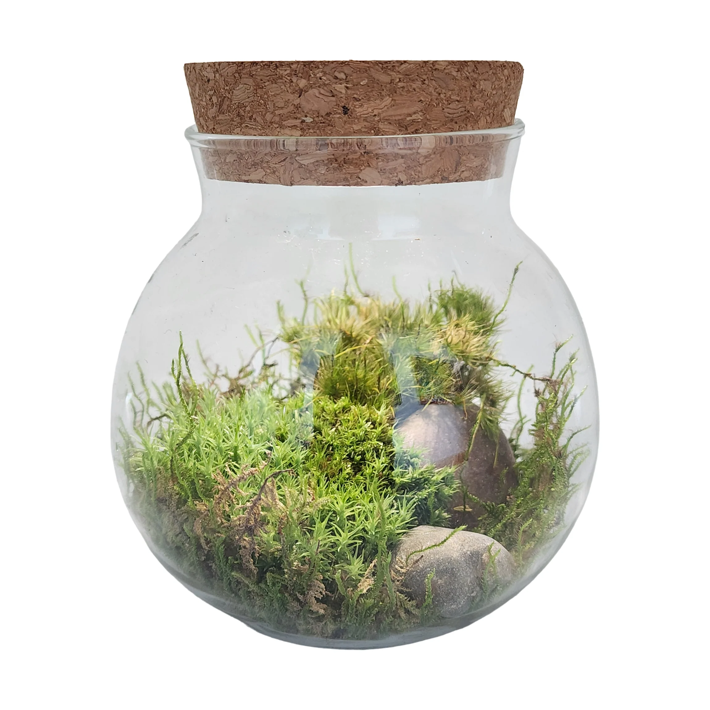 MossBowl - Cultivate Your Personal Green Zen Space - Image 3