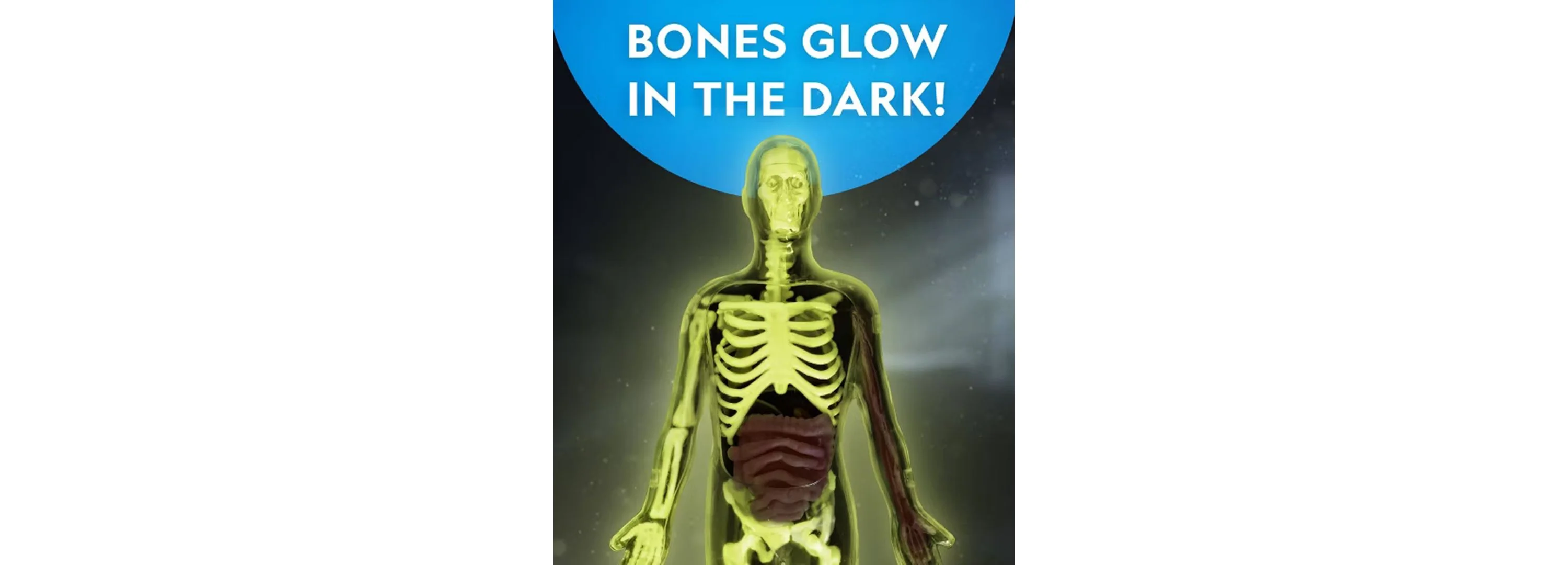 National Geographic Glow-In-The-Dark Human Body Anatomy Kit With 27 Pieces - Image 5