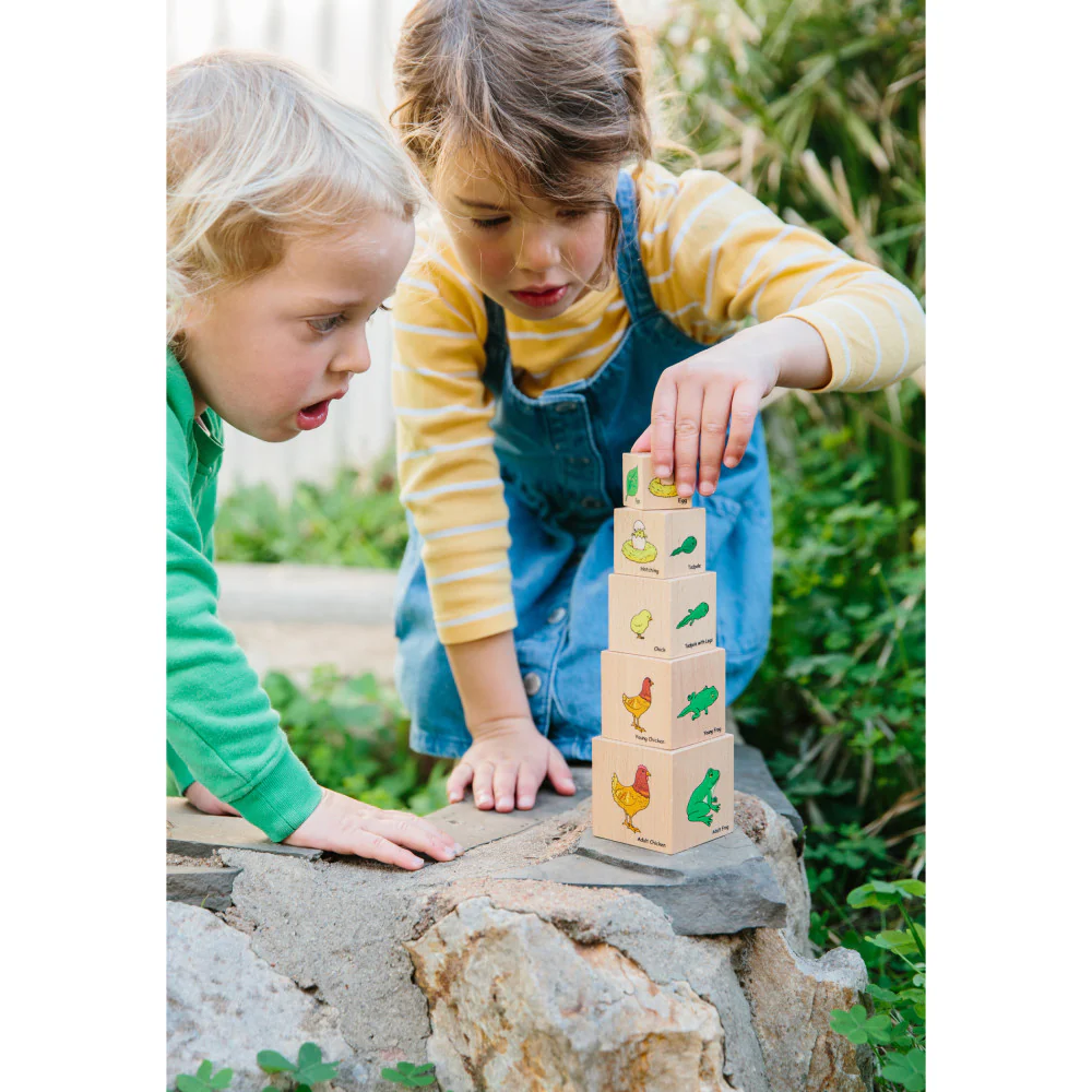 The Freckled Frog Lifecycle Wooden Blocks - Moth, Butterfly, Chicken, Frog Stages - Image 4