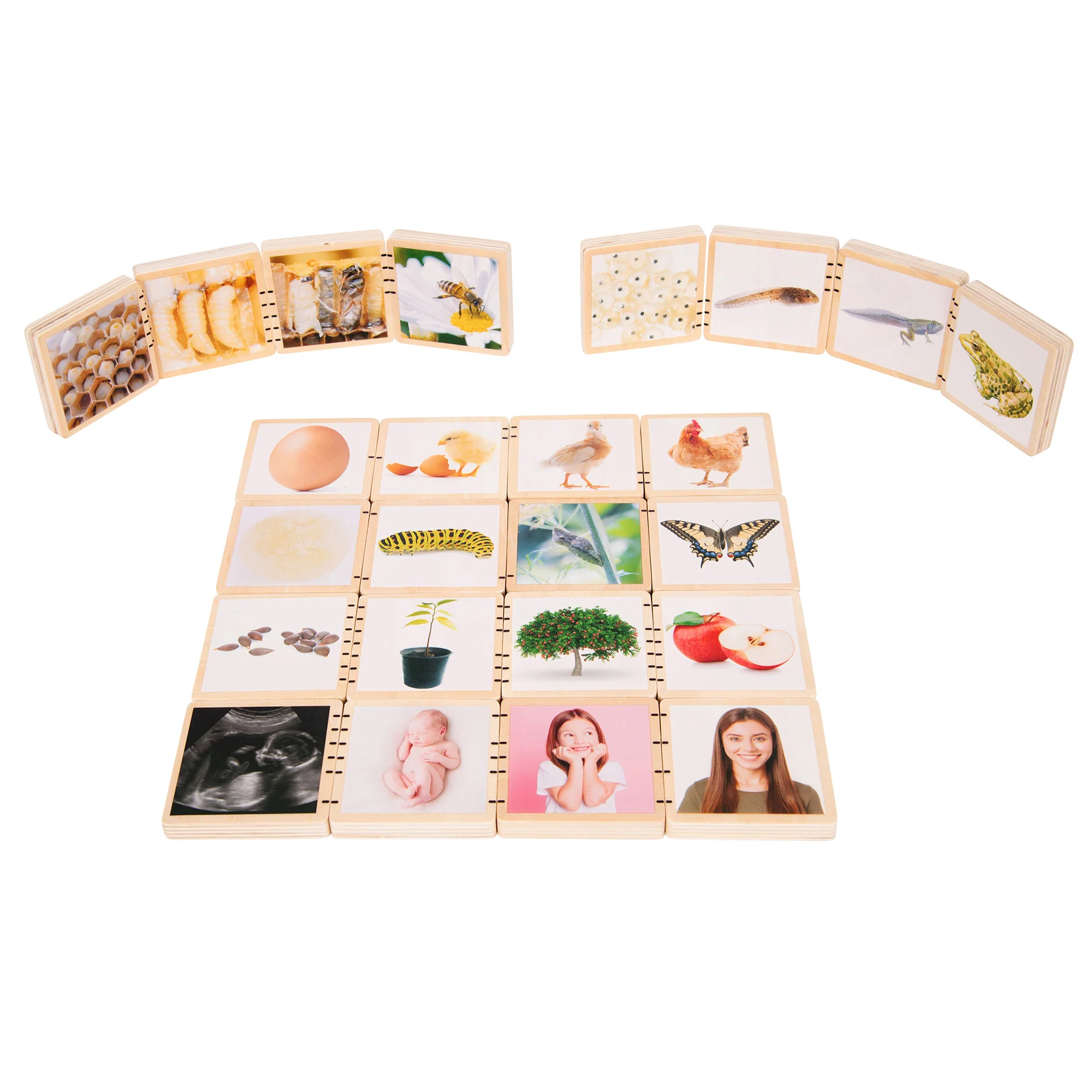 TickiT Wooden Lifecycle Exploration Tiles - Interactive Learning Set - Image 2