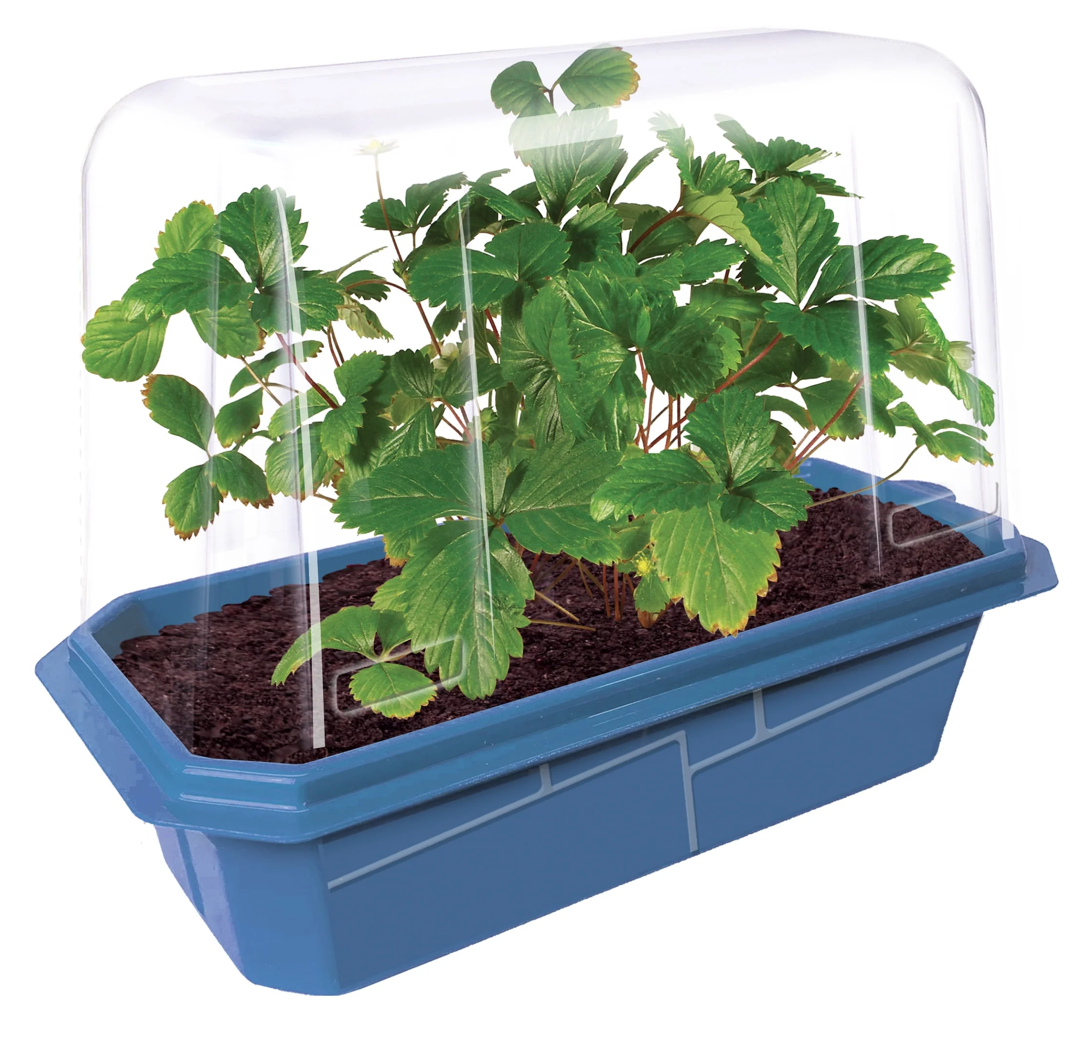 Unique Gardener Sweet Everbearing Strawberries Home-Growing Kit