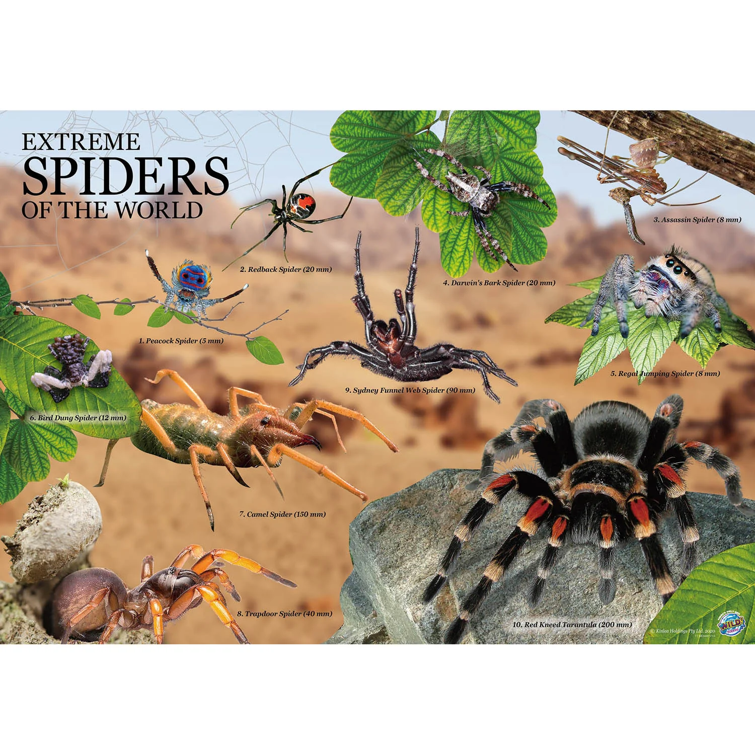 Wild Environmental Science Extreme Spiders Kit - Educational Spider Model Set - Image 3
